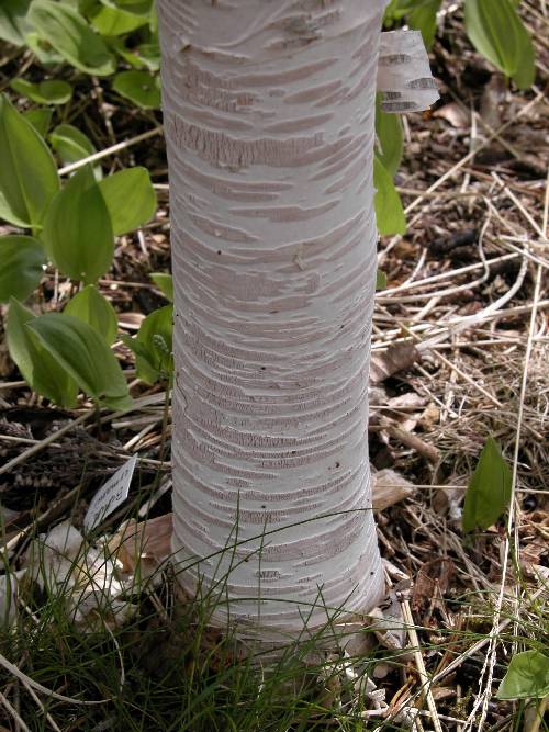 Kamtsjatkabjørken (Betula ermanii 'Blush') lyser opp både sommer og vinter 